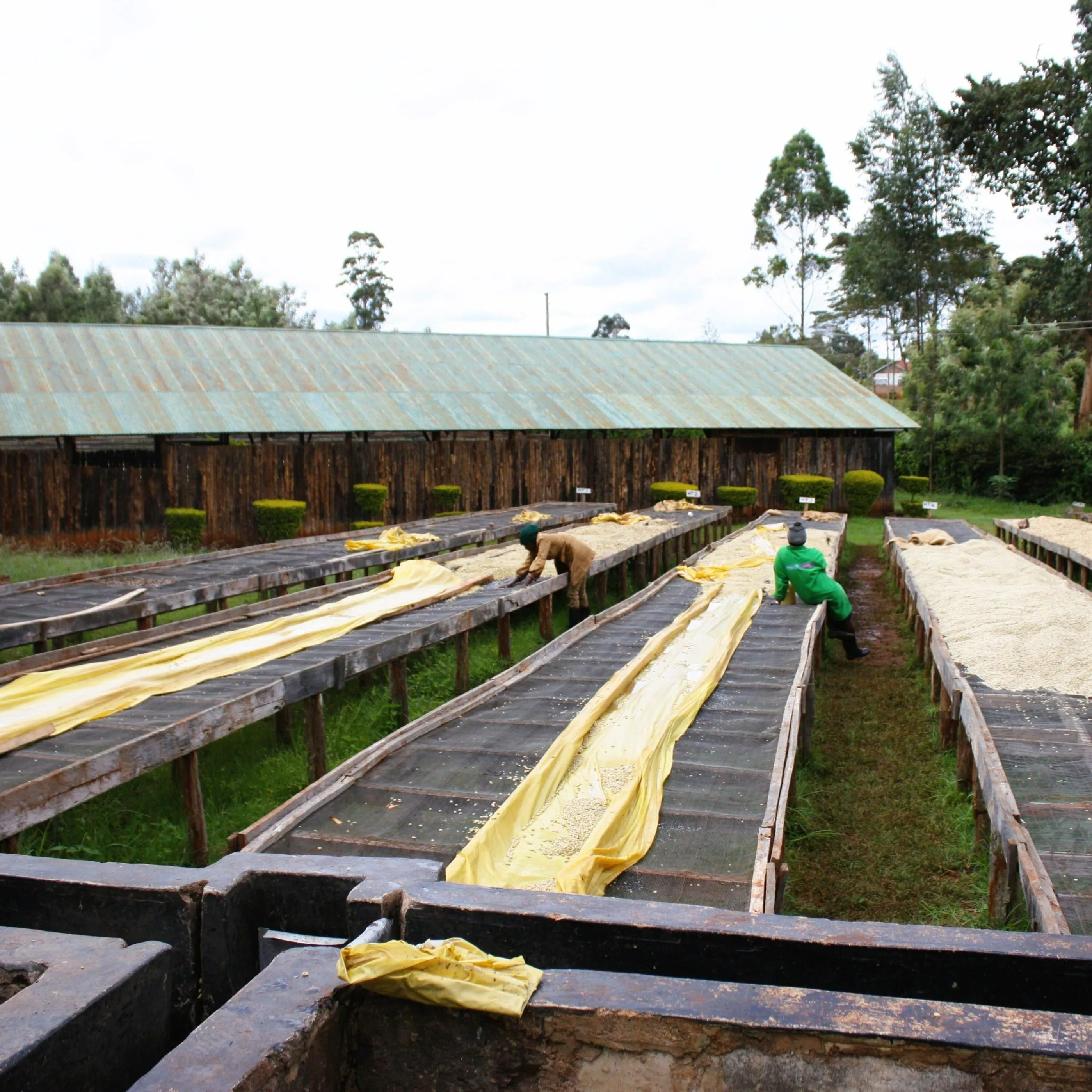 AA Kaiguri - Mutheka Farmers’ Cooperative, Nyeri