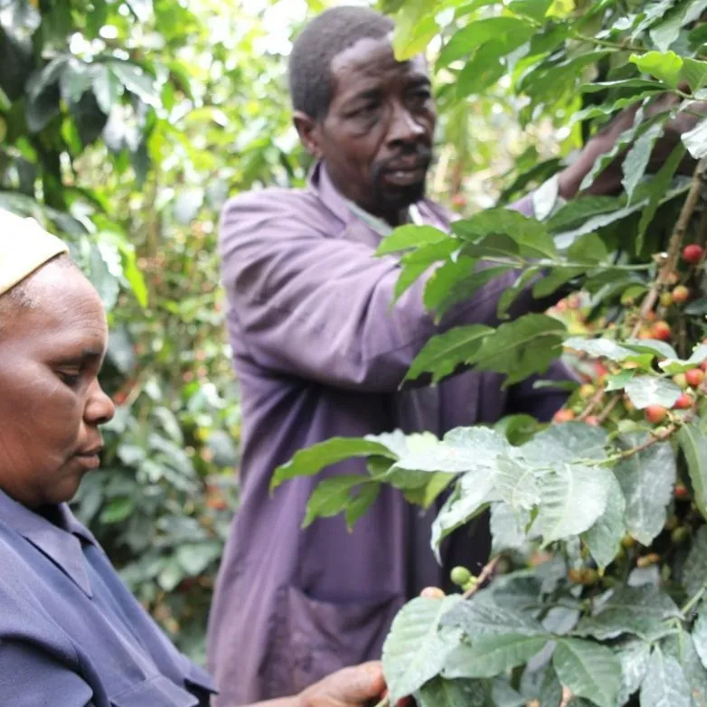 AA Kaiguri - Mutheka Farmers’ Cooperative, Nyeri